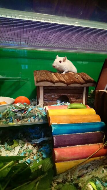 Wu on his house 