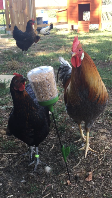 Both hens and cockerels like eating from the peck toys