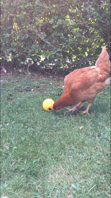 Hilary ama i bocconcini extra della palla giocattolo pro chicken food x