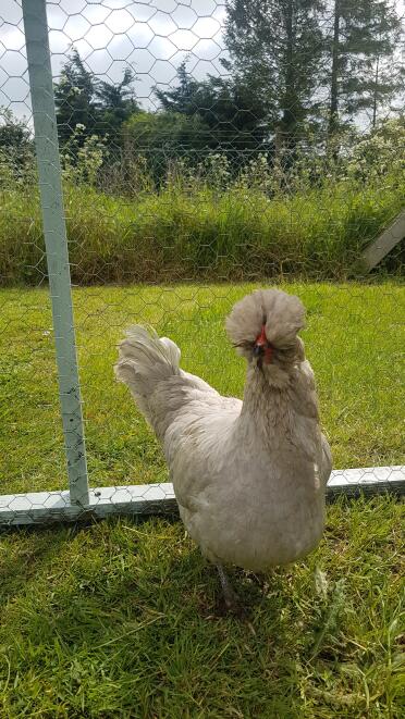 Araucana chickens are lovely pets!