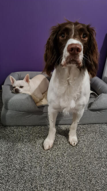 Il cane più piccolo pensa sempre che il letto più grande sia il suo!