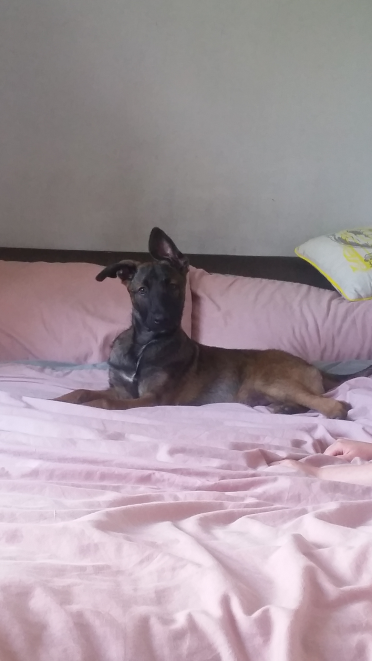 A german sheperd protecting the bed