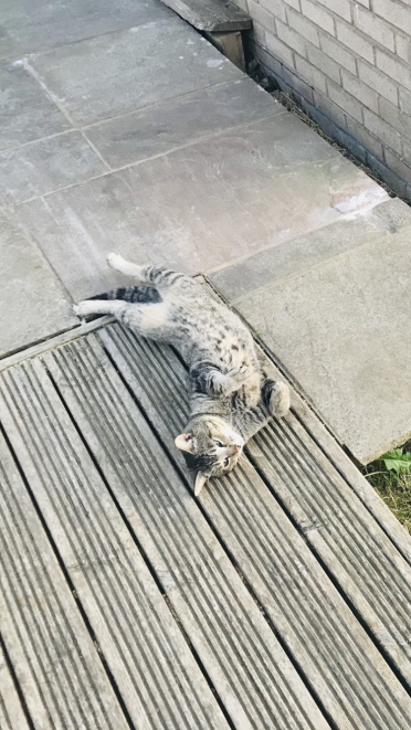 British shorthair cats make beautiful pets!