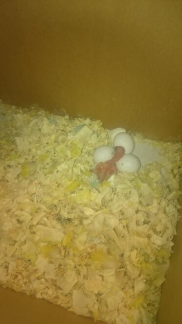 This egg has only just hatched!
