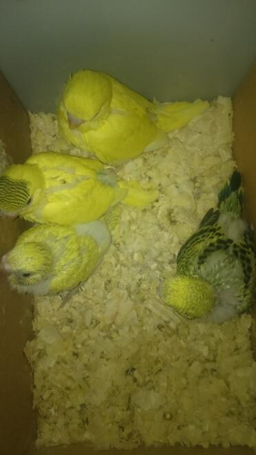Budgies make great pets!