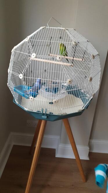 The budgies love their geo home!