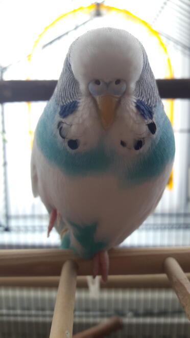Budgies are cute