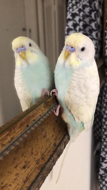 Budgies like to admire their feathers as much as we do!