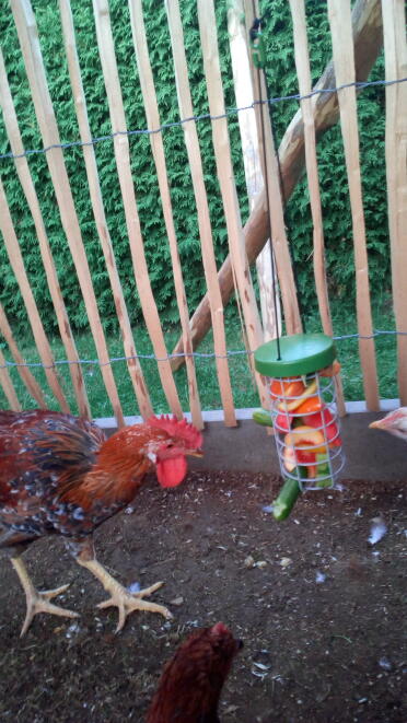 Chicken love pecking at vegetables.