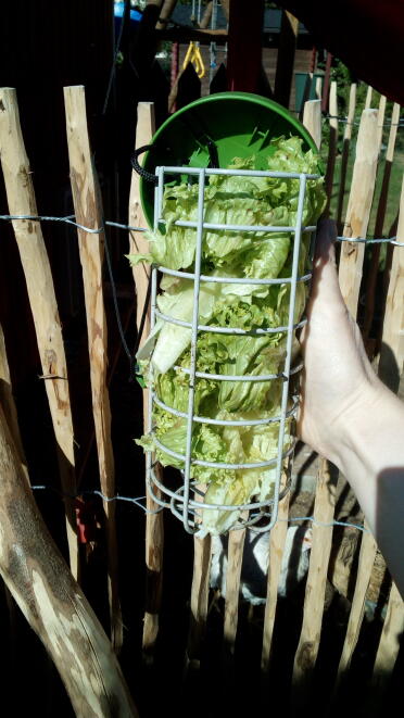 Lots of lettuce inside the Omlet Caddi e treat holder for rabbits.