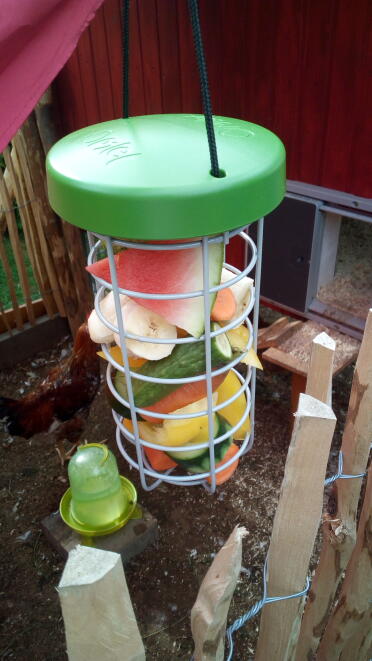 Give your chickens some fruit!
