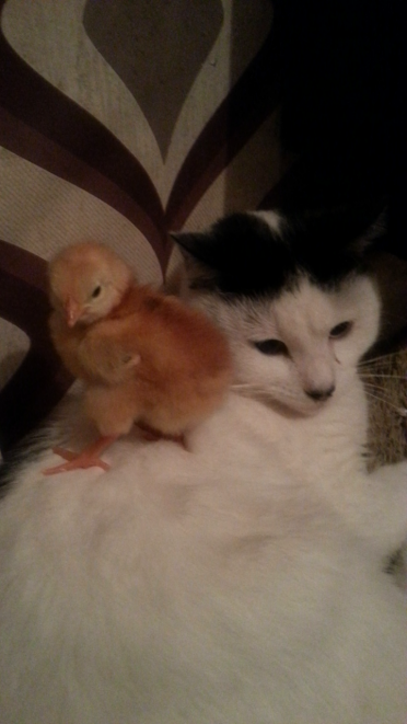 meine Katze max und mein Rhode Island Chick