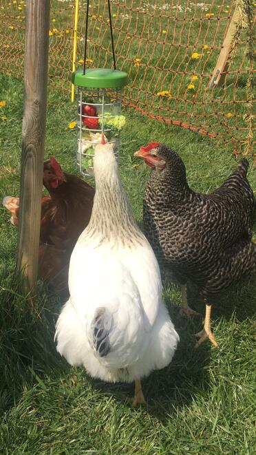 Happy chickens 