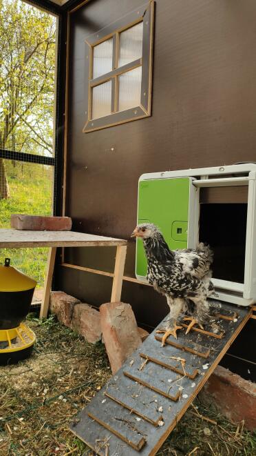 A chicken walking out of an automatic door opener.