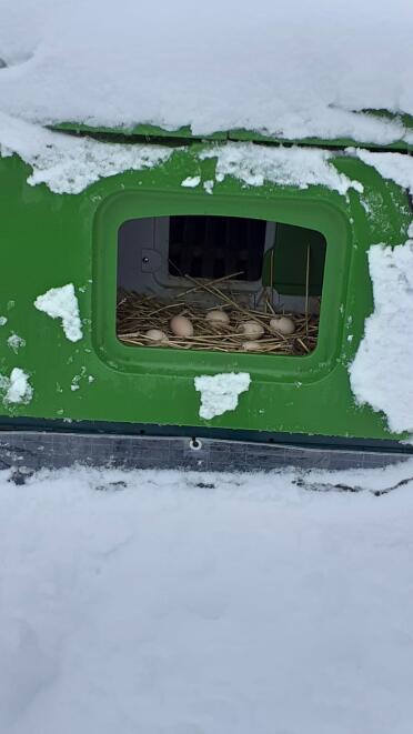 Get fresh eggs all year round from the cube!