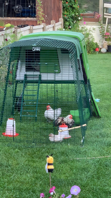 Chickens feel Good in their Eglu coop