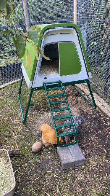 Eglu Go up raised chicken coop