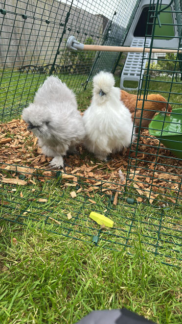 Here come the girls !