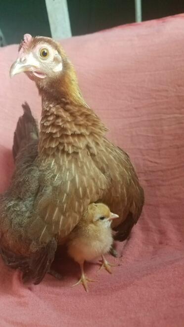 Ella and her baby Tater Tot