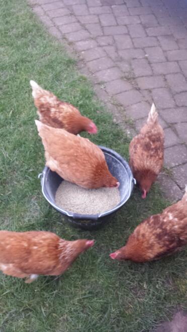 Fette, nachdem sie nicht wussten, was sie mit ihrer Zeit anfangen sollen ... essen;)