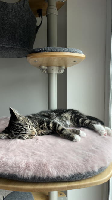 Millie est endormie sur son coussin confortable. 