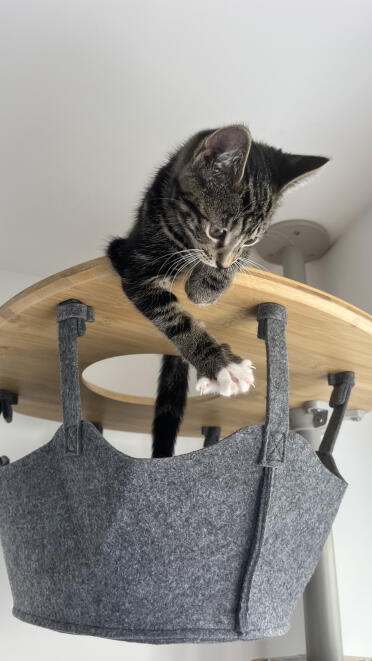 Millie adore être en hauteur 