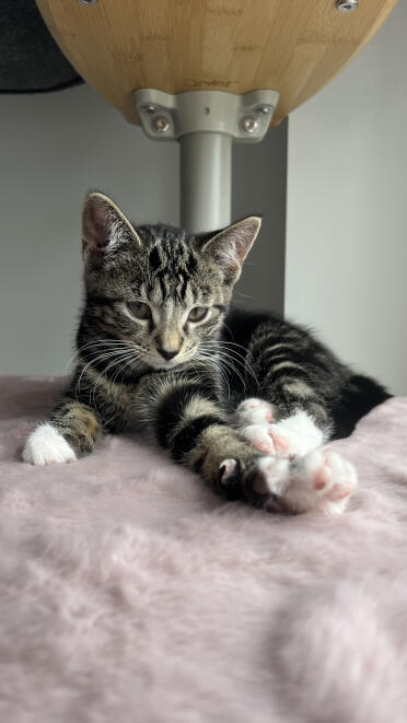 S'étirer sur mon nouvel arbre à chat 