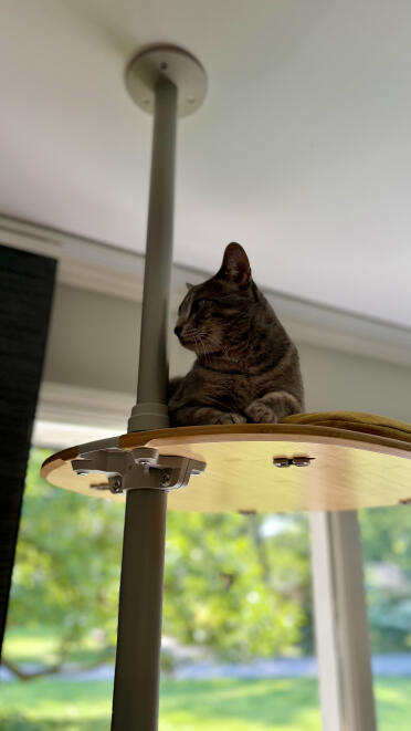 Zoey likes to judge from above 
