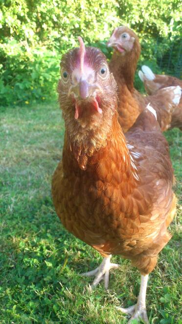 Marmelade das huhn! :)