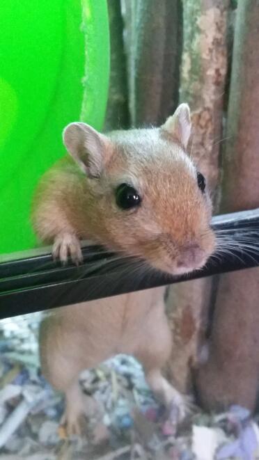 Hamsters offer a great show