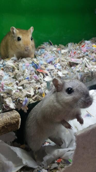 Gerbils love playing around