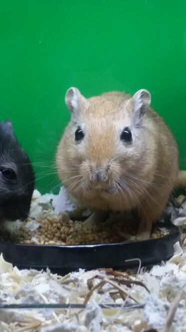 Gerbil