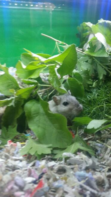 Gerbils love to eat their greens!