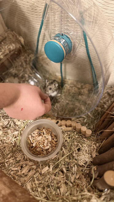 Albert and the wheel 