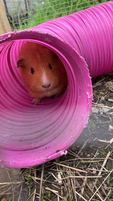 This is caramel! she loves her tunnel and spends most her time in it - except for when there is food involved ????