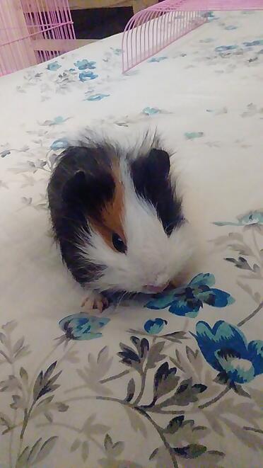 Devo vaccinare la mia cavia per la peste