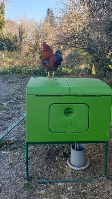 Heihei every morning.. 