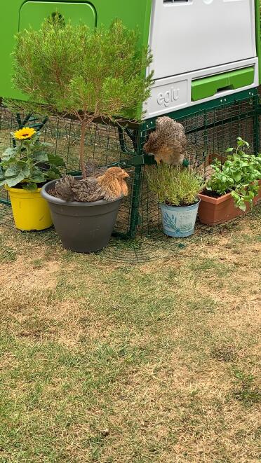 Chickens in flower pot 