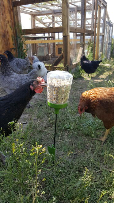 Chickens love snacking on corn from the peck toy!