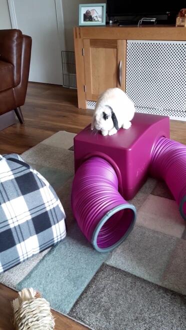 King of the castle ????????
