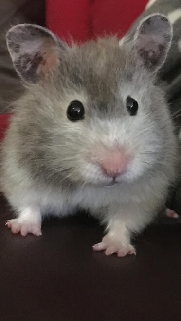 Kit our hamster 