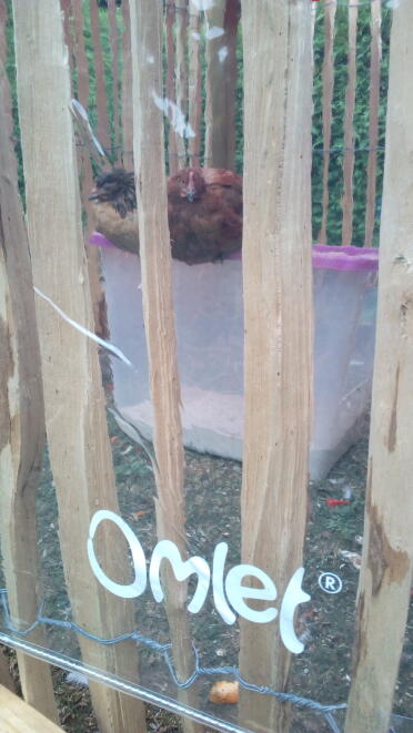 A clear cover used to shelter the chickens.