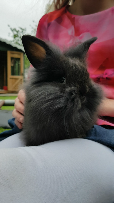Doesn't this lionhead rabbit have a lovely coat!