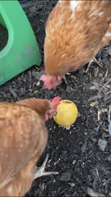 There is no way you can get a Good photos of them with it as they are so eggcited by it 