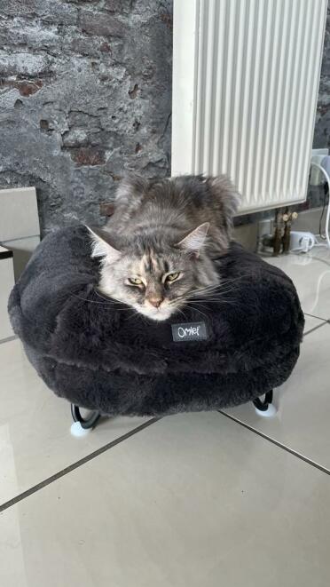 Larger breeds of cats enjoy it too