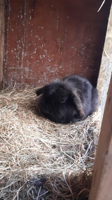 A black mini lop rabbit in her hutch.