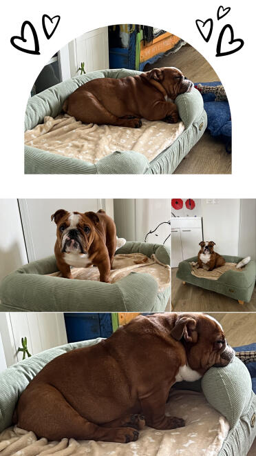 Mein englischer bulldoggenwelpe genießt sein neues bettzeug sehr! danke für ihren beitrag zum tierschutz 🥰.