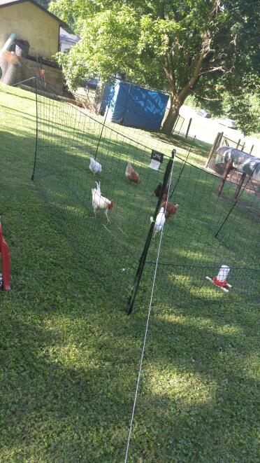 Meine damen sind frei, zumindest denken sie das.