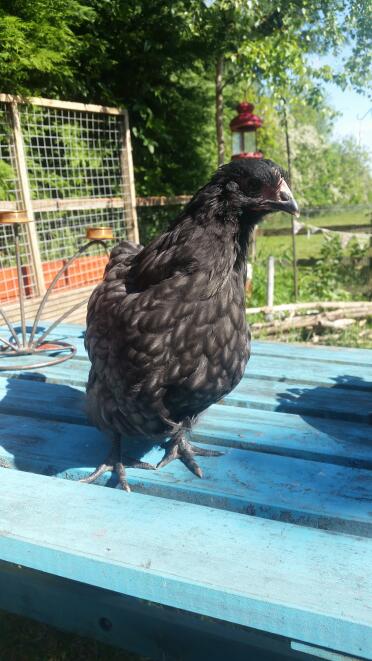 Chicken on top of coop