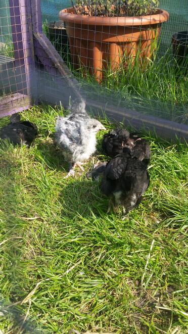 Chickens in run